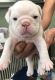 Miniature English Bulldog Puppies for sale in Billings, MT, USA. price: NA