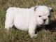 Miniature English Bulldog Puppies for sale in Boston, MA, USA. price: NA