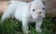 Miniature English Bulldog Puppies for sale in St. Louis, MO, USA. price: NA