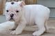 Miniature English Bulldog Puppies for sale in Marlborough, MA, USA. price: $650