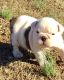 Miniature English Bulldog Puppies for sale in Bluff City, AR, USA. price: $650