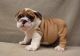 Miniature English Bulldog Puppies for sale in Marysville, MI, USA. price: $650