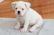 Miniature English Bulldog Puppies for sale in Lexington, KY 40574, USA. price: NA