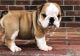 Miniature English Bulldog Puppies for sale in Los Angeles, CA, USA. price: $650