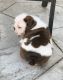 Miniature English Bulldog Puppies for sale in Salt Lake City, UT, USA. price: NA