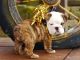 Miniature English Bulldog Puppies for sale in Scottsdale, AZ, USA. price: NA
