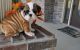 Miniature English Bulldog Puppies for sale in Warrendale, PA, USA. price: NA