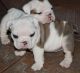 Miniature English Bulldog Puppies for sale in Decker, MT 59025, USA. price: NA