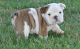 Miniature English Bulldog Puppies for sale in Sacramento, CA, USA. price: $600