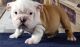 Miniature English Bulldog Puppies for sale in Jacksonville, FL, USA. price: $750