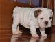 Miniature English Bulldog Puppies for sale in Albany, GA, USA. price: NA