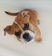 Miniature English Bulldog Puppies for sale in Linden, VA 22642, USA. price: $1,500