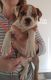 Miniature English Bulldog Puppies for sale in Linden, VA 22642, USA. price: $2,500