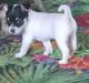 Miniature Fox Terrier Puppies for sale in South Burnett, Queensland. price: $900