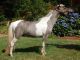 Miniature Horse Horses for sale in Fallbrook, CA 92028, USA. price: NA