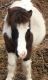 Miniature Horse Horses for sale in Cameron, NC 28326, USA. price: $800