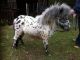 Miniature Horse Horses for sale in New York State Thruway, Scarsdale, NY 10583, USA. price: NA