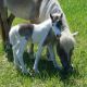 Miniature Horse Horses for sale in DeLand, FL, USA. price: NA