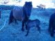 Miniature Horse Horses for sale in Clear Lake, WI, USA. price: $300