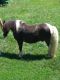 Miniature Horse Horses for sale in Owingsville, KY 40360, USA. price: NA