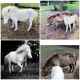 Miniature Horse Horses for sale in Okeechobee, FL, USA. price: NA