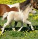 Miniature Horse Horses for sale in Dundee, NY 14837, USA. price: NA