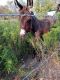 Miniature Mediterranean Donkey Horses for sale in Sulphur Springs, TX 75482, USA. price: $500