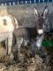 Miniature Mediterranean Donkey Horses for sale in CA-130, Mt Hamilton, CA, USA. price: $850