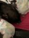 Miniature Pig Animals for sale in Eloy, AZ, USA. price: NA