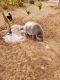 Miniature Pig Animals for sale in Ridgecrest, CA 93555, USA. price: NA