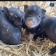 Miniature Pig Animals for sale in San Diego, CA 92114, USA. price: NA