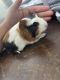 Miniature Pig Animals for sale in Victorville, CA, USA. price: $40