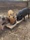 Miniature Pig Animals