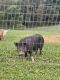 Miniature Pig Animals for sale in Frederick, MD, USA. price: NA