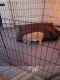 Miniature Pig Animals for sale in Gilbertsville, KY, USA. price: NA