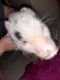 Miniature Pig Animals for sale in 1010 E 178th St, Bronx, NY 10460, USA. price: NA