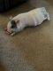 Miniature Pig Animals for sale in Surprise, AZ, USA. price: NA