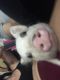 Miniature Pig Animals for sale in Wildomar, CA, USA. price: NA