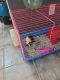 Miniature Pig Animals for sale in Hickory Grove, Charlotte, NC 28215, USA. price: $20