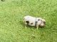 Miniature Pig Animals for sale in Honokaa-Waipio Rd, Honokaa, HI 96727, USA. price: $100,000