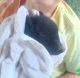 Miniature Pig Animals for sale in Cocoa, FL, USA. price: $100