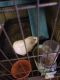 Miniature Pig Animals for sale in Steelville, MO 65565, USA. price: NA