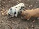 Miniature Pig Animals for sale in Caledonia, MS 39740, USA. price: $75