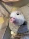 Miniature Pig Animals for sale in New York, NY, USA. price: NA