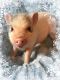 Miniature Pig Animals for sale in Dallas, TX, USA. price: NA