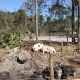 Miniature Pig Animals for sale in Fort McCoy, FL 32134, USA. price: $800