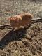 Miniature Pig Animals for sale in Parachute, CO 81635, USA. price: NA