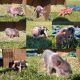 Miniature Pig Animals for sale in Lithia, FL, USA. price: NA