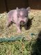 Miniature Pig Animals
