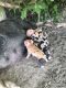 Miniature Pig Animals for sale in Nampa, ID 83686, USA. price: NA
